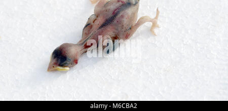 Picture of a Dead bird  on white background Stock Photo