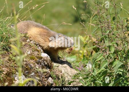 Alpine Marmot (Marmota marmota) appearing from behind a rock amongst greenery close up and side view. Captured in Morzine, France Stock Photo