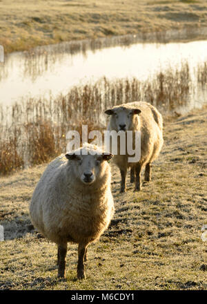 Pair of Sheep (Ovis aries) looking directly at the camera on frosty marshland with water behind. Elmley nature reserve, Kent, UK Stock Photo