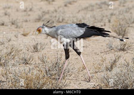 Secretary bird (Sagittarius serpentarius), adult, looking for prey, concentrated, Kgalagadi Transfrontier Park, Northern Cape Stock Photo