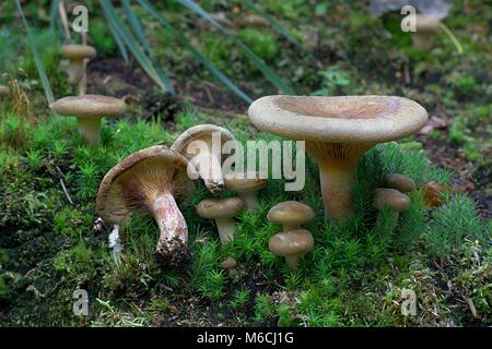 Deadly poisonous mushroom called poison pax and brown roll-rim, Paxillus involutus Stock Photo