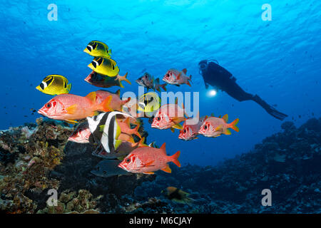 Diver observes swarm Sabre squirrelfish (Sargocentron spiniferum), red, together with Raccoon butterflyfishn (Chaetodon lunula) Stock Photo