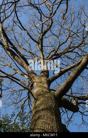 A view looking up the trunk of a large oak tree in winter against a clear blue sky. Stock Photo