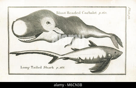1792. Bookplate from Vol.II of Natural History by Comte de Buffon (Georges-Louis Leclerc) Stock Photo