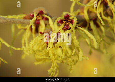 Spidery blooms of HAMAMELIS x INTERMEDIA 'ARNOLD PROMISE' witch hazel, flowering in January, UK Stock Photo