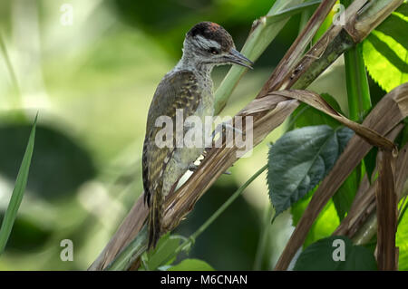 Speckle-breasted woodpecker, Dendropicos poecilolaemus, Bigodi Wetland Sanctuary Kamwenge District, Uganda, Africa Stock Photo