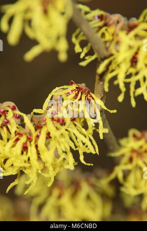 Spidery blooms of HAMAMELIS x INTERMEDIA 'ARNOLD PROMISE' witch hazel, flowering in January, UK Stock Photo