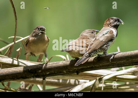 Adult Male feeding juveniles Bronze mannikin or bronze munia (Lonchura cucullata) Bigodi Wetland Sanctuary Kamwenge District, Uganda, Africa Stock Photo