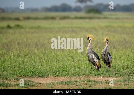 Black Crowned-crane - Balearica pavonina, beautiful large bird with golden crown from African savanna. Stock Photo