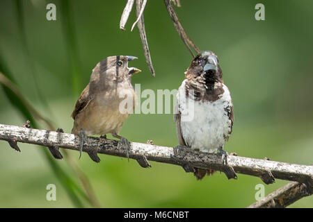 Adult Male feeding juveniles Bronze mannikin or bronze munia (Lonchura cucullata) Bigodi Wetland Sanctuary Kamwenge District, Uganda, Africa Stock Photo