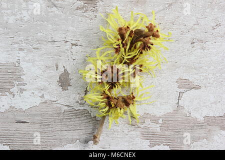 Spidery flowers of winter blooming HAMAMELIS x INTERMEDIA 'PALLIDA' witch hazel, also called Hamamelis mollis Pallida, shrub, UK Stock Photo