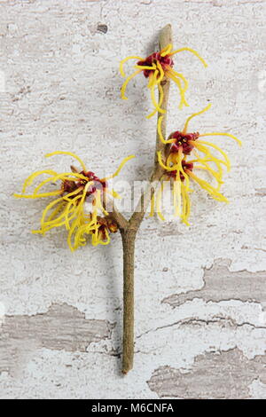 Spidery flowers of winter blooming Hamamelis vernalis 'Sandra' witch hazel , shrub, UK Stock Photo