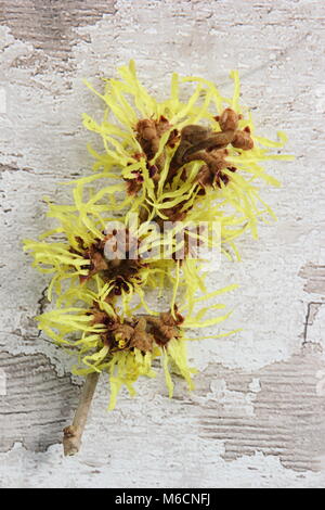 Spidery flowers of winter blooming HAMAMELIS x INTERMEDIA 'PALLIDA' witch hazel, also called Hamamelis mollis Pallida, shrub, UK Stock Photo