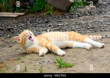 Orange striped cat lies and yawns Stock Photo