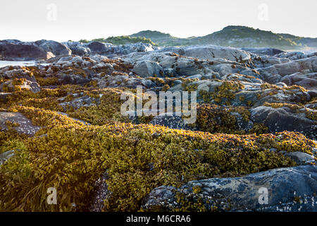 Tide is low and the seaweeds are exposed in open air .Late night at the coast of Engeloya - Angel Island – in northern Norway. Stock Photo