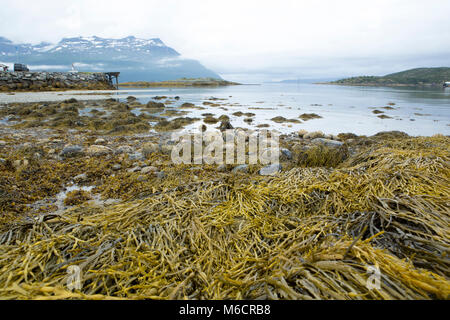 Panoramic picture showing the seaweed exposed by the low tide in northern Norway. Stock Photo