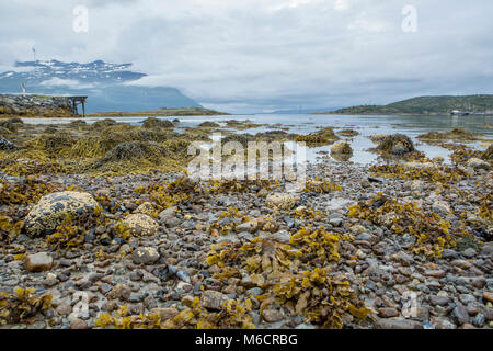 Panoramic picture showing the seaweed exposed by the low tide in northern Norway. Stock Photo