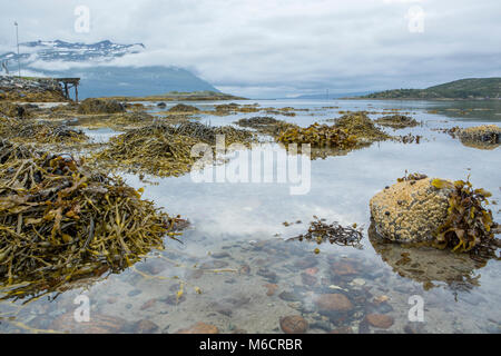 Panoramic picture showing the seaweed exposed by the low tide in northern Norway. Stock Photo