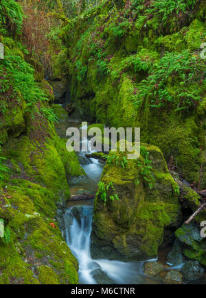 Cataract Creek, Mount Tamalpais, Marin County, California Stock Photo