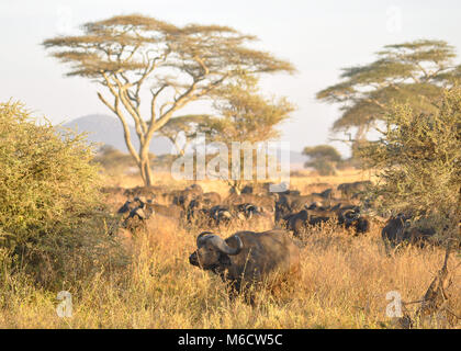 A herd of African Buffalo (Syncerus caffer) grazing within the Savannah plains of the Serengeti national park, Tanzania Stock Photo