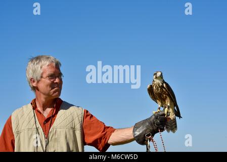 Naturalist and trainer holding Peregrine Falcon (family: Falconidae). Stock Photo