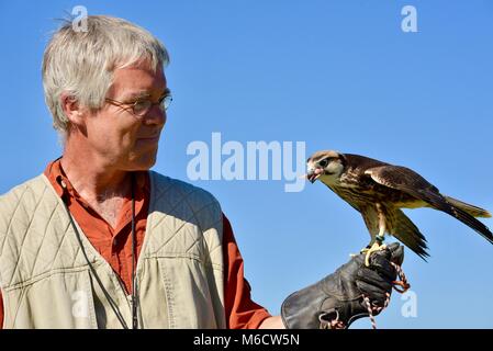 Naturalist and trainer holding Peregrine Falcon (family: Falconidae). Stock Photo