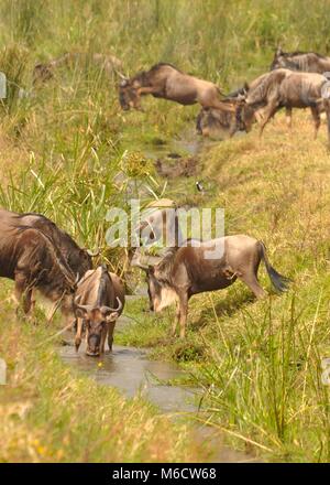 A herd of Blue Wildebeest (Connochaetes taurinus) crossing and drinking from a small river, one jumping within the Serengeti national park, Tanzania. Stock Photo