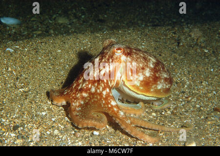 Curled Octopus Eledone cirrhosa Stock Photo