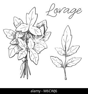 Hand drawn lovage isolated on white background. Vector illustration of a sketch style. Stock Vector
