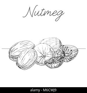 Hand drawn nutmeg isolated on white background. Vector illustration of a sketch style. Stock Vector