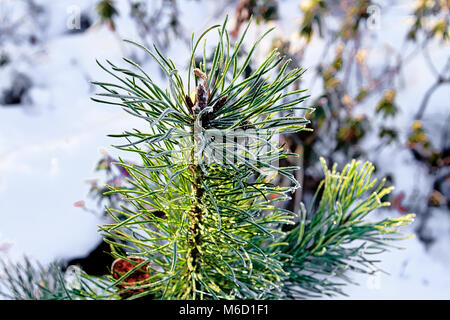 Top of a small spruce tree in winter. Stock Photo