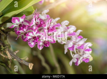 beautiful pink and white Rhynchostylis flower in garden with sun light Stock Photo