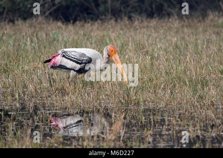 painted stork that walks through shallow water in search of food in Bharatpur National Park Stock Photo