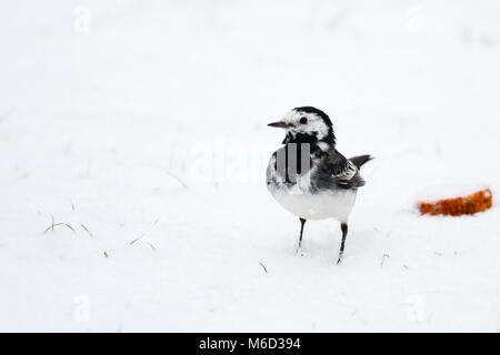02 Mar 2018. UK weather. A Pied wagtail after fresh snow fall in  East  Sussex. Credit: Ed Brown/Alamy Live News Stock Photo