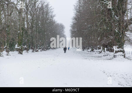 Celbridge, Kildare, Ireland. 02 Mar 2018: In the aftermath of Storm Emma with the wind easing off people are out walking through the beautiful white avenue in the Castletown Park in Celbridge. Stock Photo