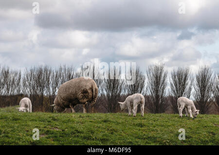 sheep and lambs grazing on the pasture Stock Photo