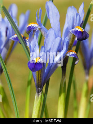 Iris reticulata 'Gordon’ Stock Photo