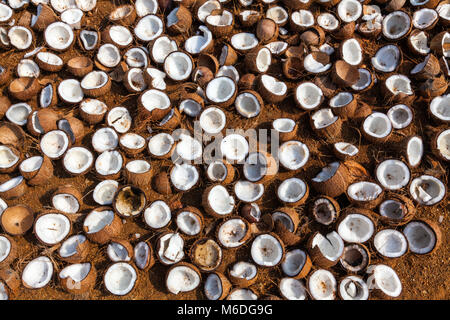 Drying coconuts and making copra, western part of Tamil Nadu, India. Stock Photo