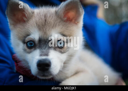 Alaskan Klee Kai Stock Photo