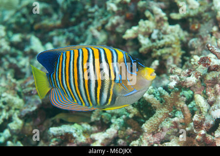 Royal or regal angelfish (Pygoplites diacanthus) swimming over coral reef of Bali, Indonesia Stock Photo