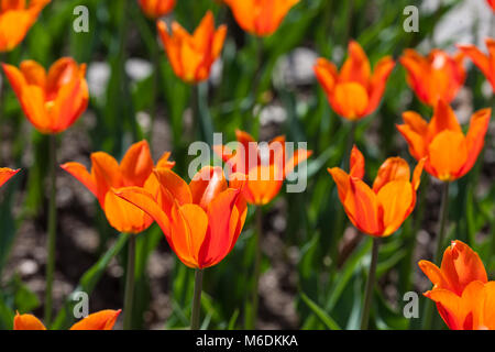 'Ballerina' Lily Flowered Tulip, Liljetulpan (Tulipa gesneriana) Stock Photo