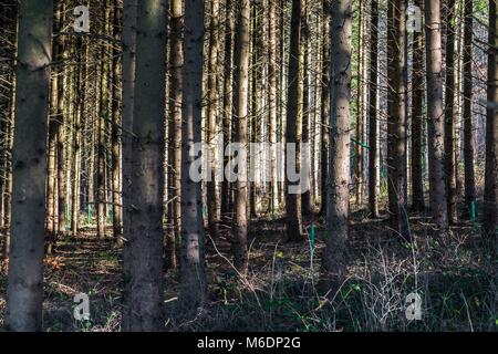 Young deciduous forest in springtime with sun shining through the green leaves, Germany Stock Photo