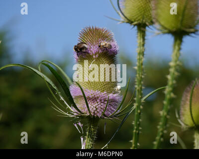 blooms from wild teasel / Dipsacus fullonum with insects and white spider Stock Photo