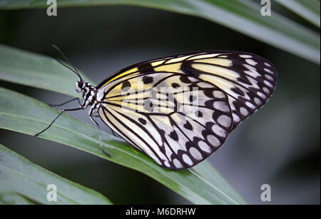 Paper kite butterfly on green leaf Stock Photo