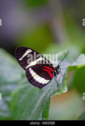 Postman butterfly closeup on green leaf Stock Photo
