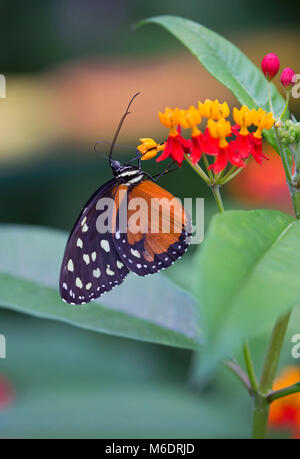 Closeup of a tiger longwing butterfly in his natural environment Stock Photo