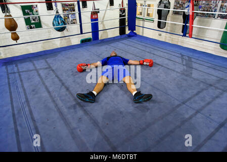 Boxer knocked out in a boxing ring Stock Photo