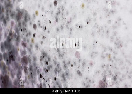 Mold buildup on the wall Stock Photo