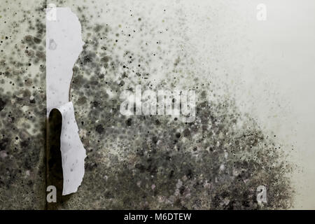 Mold buildup on the wallpaper in the room Stock Photo