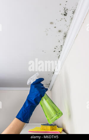 Hand in blue rubber glove spraying anti-fungus liquid on mould formation on living room ceiling Stock Photo